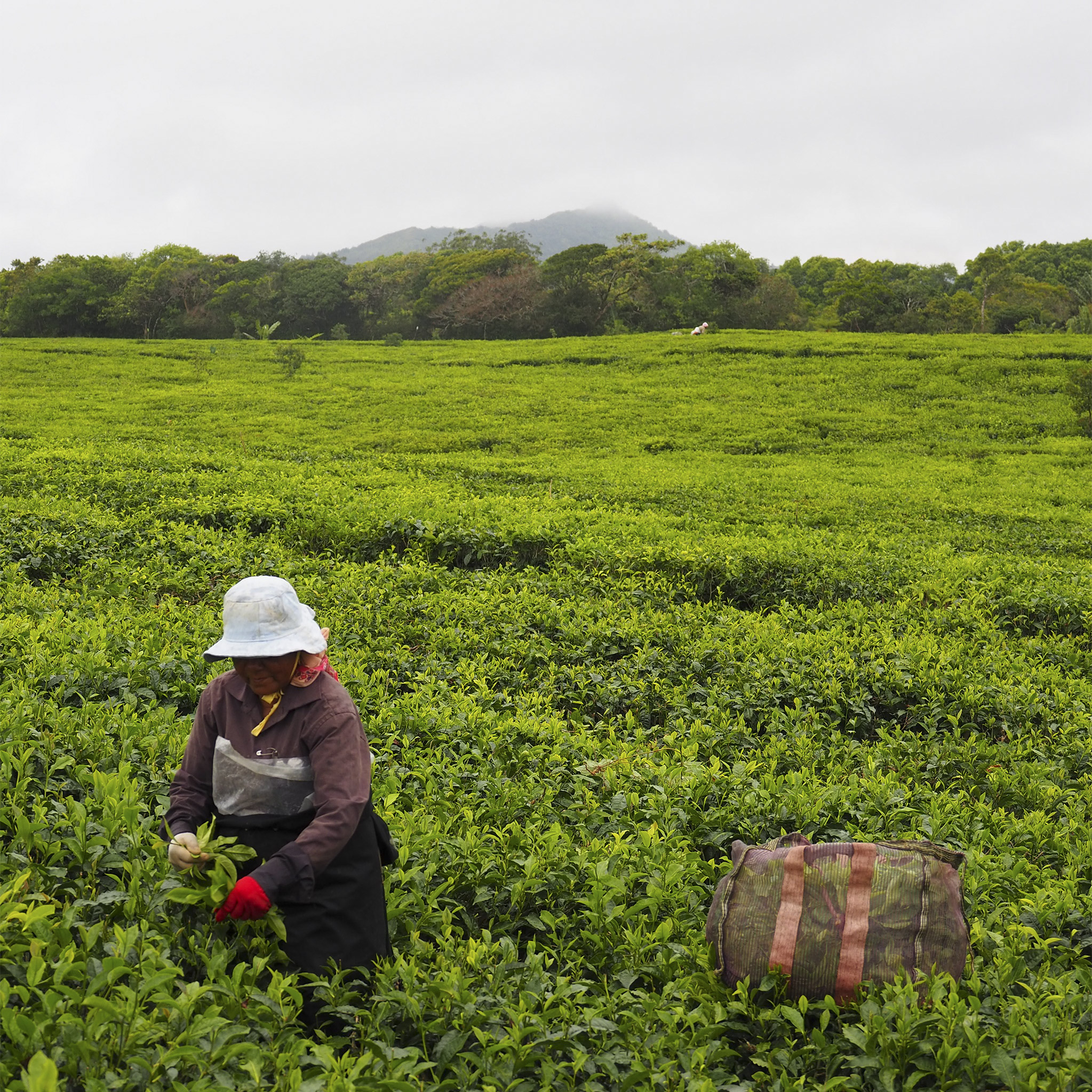 Cap vers la route du Thé